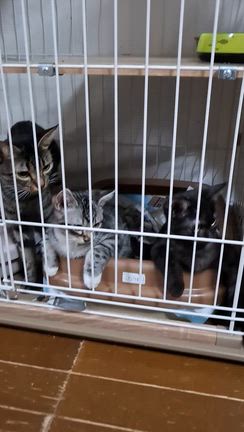 猫部屋より❤Merry Christmas♪の記事動画