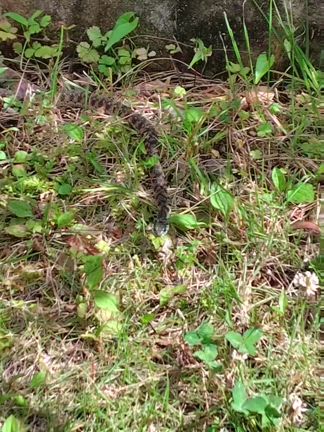 ヘビとカエルの捕食シーンを見て考えたことの記事動画