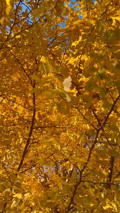 お散歩日和(^^)の記事動画