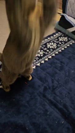 今年最初の譲渡会はスナックチーねこ！の記事動画