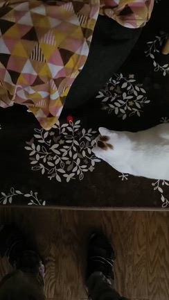 キュルルン‼️の記事動画