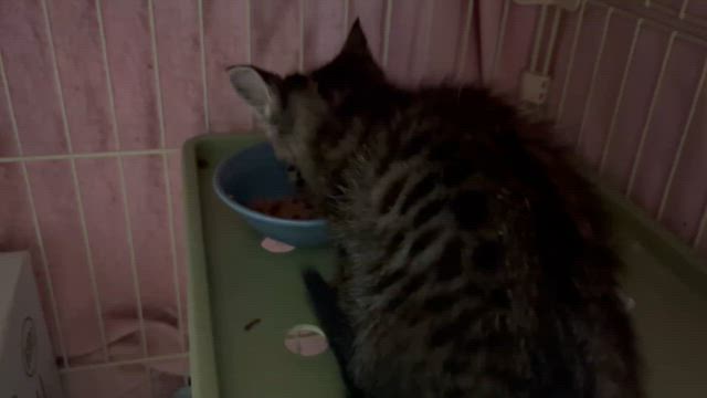 風邪ひき兄弟預かりましたの記事動画