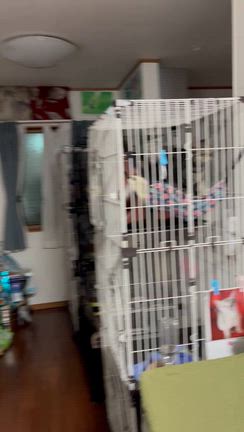 北海道からただいまー！〰️ねこちゃんず〰️の記事動画