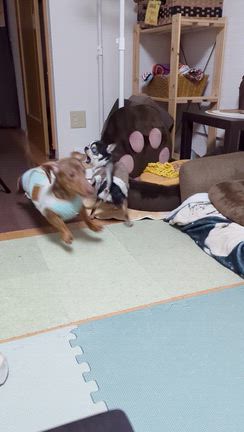 コタVSデクの記事動画