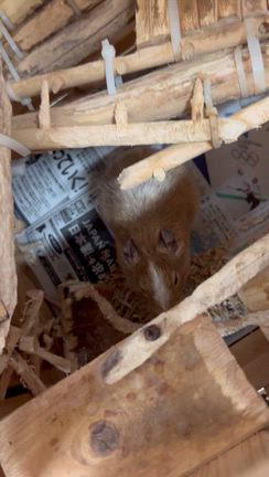 昨日のお話し　2月9日　オリンピック続の記事動画