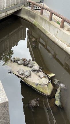 10か月ぶりの川越へ②の記事動画