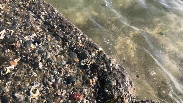 緑の日に浜で拾った緑のもの。の記事動画
