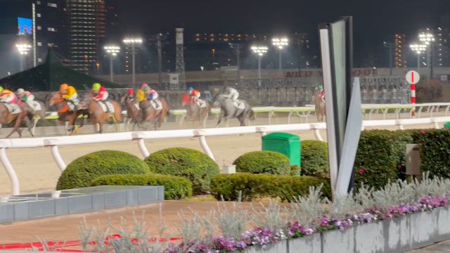 プラチナムロッド4着の記事動画