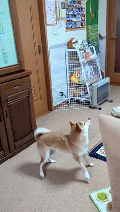 ナイスキャッチ！の記事動画