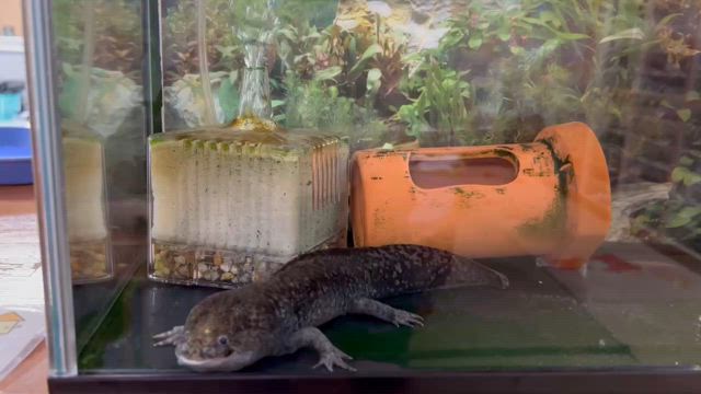 9月の食育！ウパコちゃん今までありがとう！の記事動画