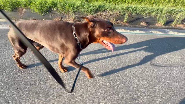 頭と胴体の記事動画