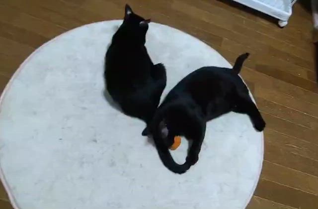 うずらののんびり（）日記の記事動画