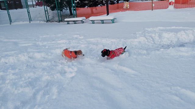 雪道を歩くの記事動画