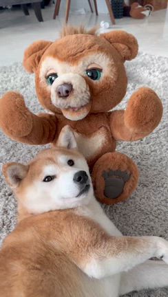 年をとるとかわいいものに惹かれるの記事動画