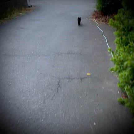 ☆ 11/2 譲渡会参加ネコさんPR（No.2/5）の記事動画