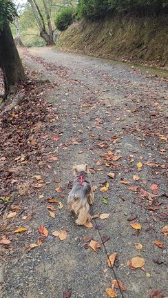 お散歩はコースは天ちゃん次第の記事動画