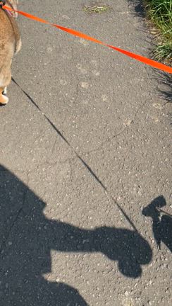 飼い主も辛いよの記事動画