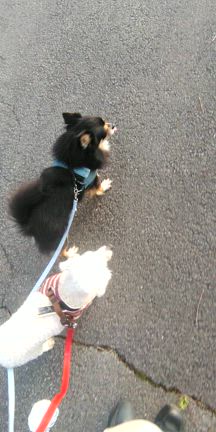 【少しずつ家庭犬へ】お散歩頑張ってますの記事動画