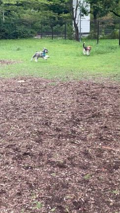 またまた友達の購入した物件を見学 橋場まやさんデザインの記事動画