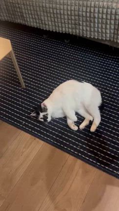 人馴れ発展途上っ子9の記事動画