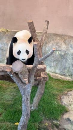 のどかな、白良浜️の記事動画