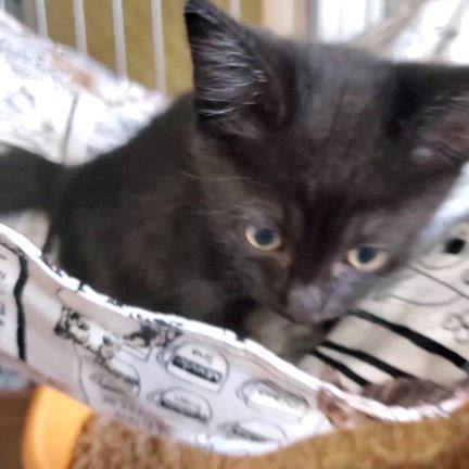 【面会予定あり！】黒ちびくん、2頭目をお考えの方にオススメです！の記事動画