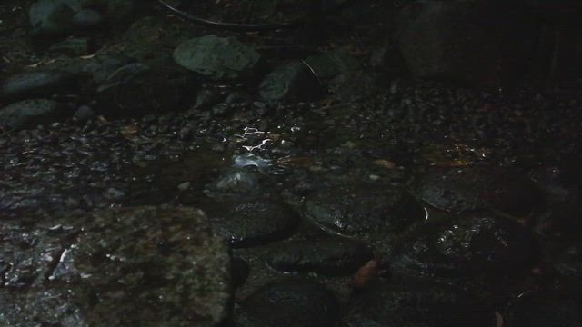 衆芳亭の庭　タイムスリップの雨の記事動画