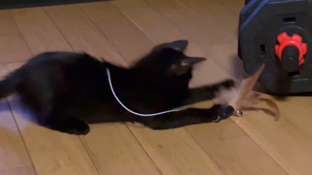 ”７月14日（日）”の記事動画