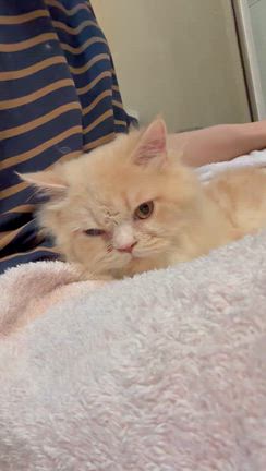 あと少し、頑張れの記事動画