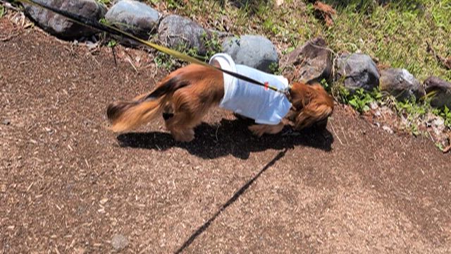 お散歩＆ドッグラン満喫の記事動画