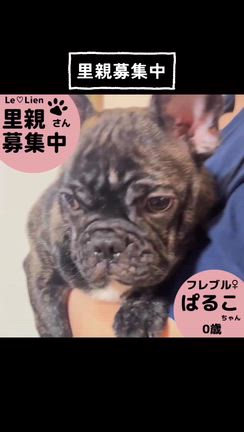 【正式譲渡】フレブル仔犬♡ぱるこちゃんの記事動画