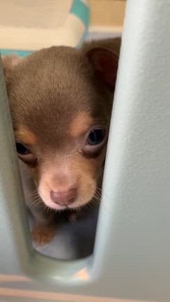 買ってきたよの記事動画