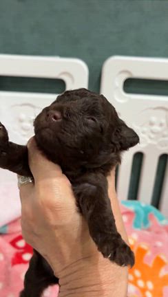 マリーの子の記事動画