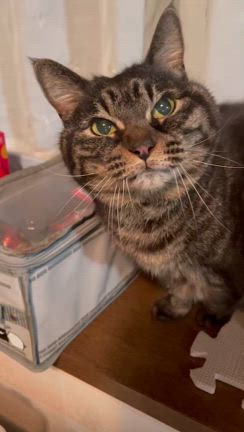 1周忌(*-人-)ﾅﾑｰの記事動画