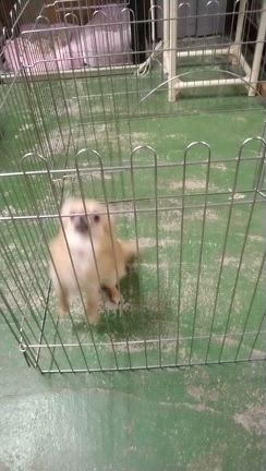 題名「親方！空から…」の記事動画