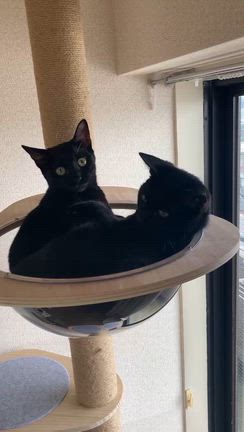 幸せにゃんこご報告～くぅーちゃん！＆箏音～の記事動画