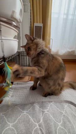 ★　10月のご報告　★の記事動画