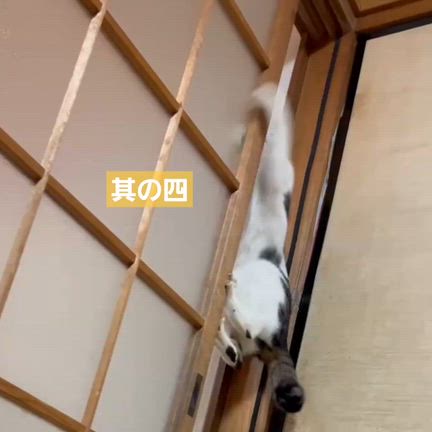 ♪毎日が猫の日♪の記事動画
