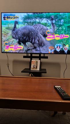 わんわんの記事動画