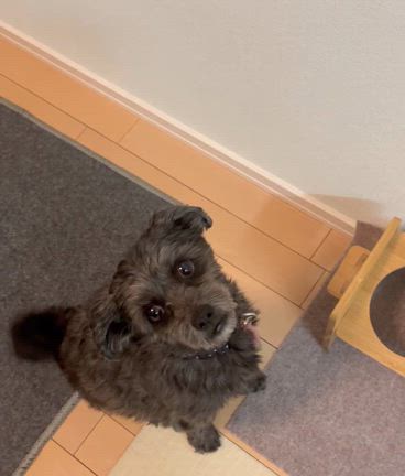 最近のくうちゃんの記事動画