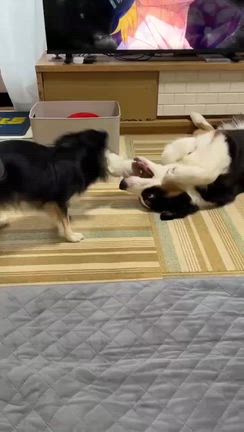 ぷちパパママからの面白写メの記事動画