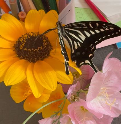 羽がくるくるのアゲハ蝶を保護の記事動画