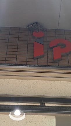 ツバメの記事動画