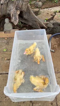 夏の日差しヤバいの記事動画