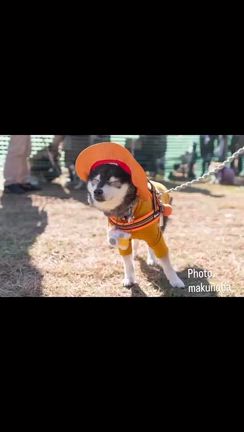 楽しみにしていた和市〜なごみいち〜の記事動画