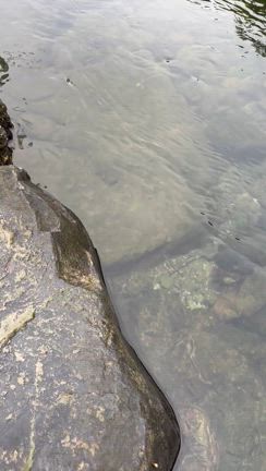 やめられないだけ！の記事動画