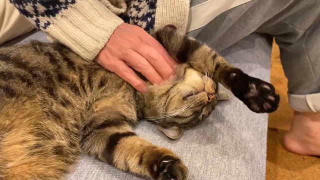 ビビりねこ  ふたりの記事動画