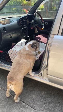 今日もしんちゃんはの記事動画