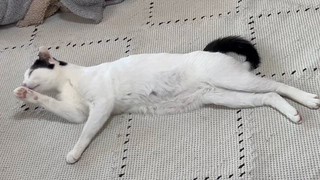 天気がいいからの記事動画