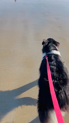 残暑の海辺から・・。の記事動画